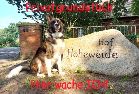 Privatgrundstück Hunde Schild spannend kreativ spritzig auffallend schilder selbst gestalten