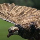 Wildtierüberwachung: Forscher bauen Drohnen aus toten Vögeln