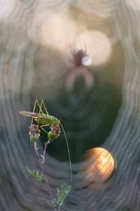 ~ Am Morgen vor dem Fenster der Gartenkreuzspinne ~