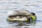 Sterntaucher beim Putzen