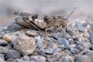 Blauflügelige Ödlandschrecke (Oedipoda caerulescens)