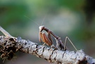 Mantis religiosa