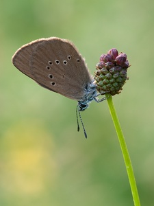 ~ Dunkler Wiesenknopf-Ameisenbläuling ~