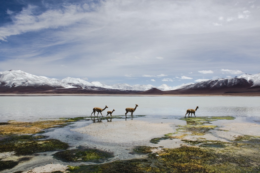 Orte-in-Bolivien-unbedingt-besuchen-Altiplanico-1