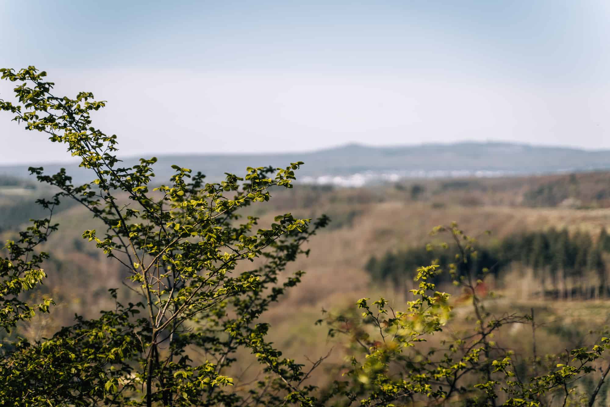 Wäller Pfoten Pfade & mehr: Wanderauszeit (mit Hund) im südlichen Westerwald im Hotel und Restaurant Freimühle