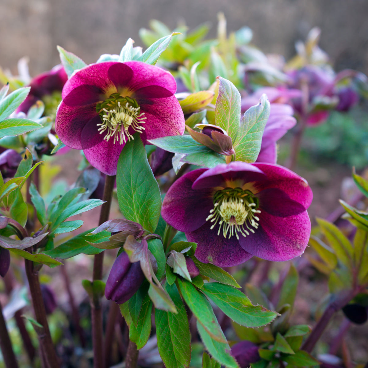 Lenzrose 'Victoria', rot