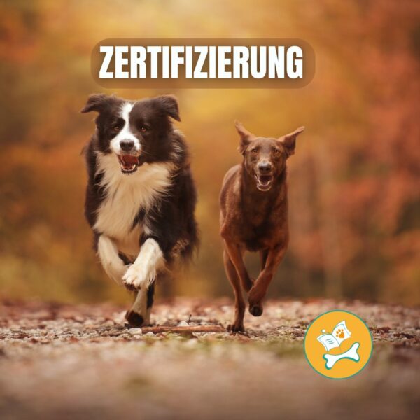 Zertifizierung Schulhundausbildung Schulhund