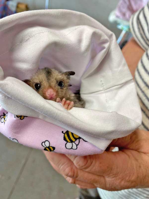 Die Profil Schule Lünen erhält Antwort aus Australien - Sugar GliDer Kurzkopfgleitbeutler