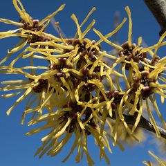 Zaubernuss (Hamamelis spec. )