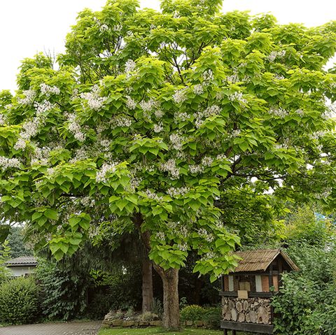 Trompetenbaum (Catalpa bignonioides) mit Blüten