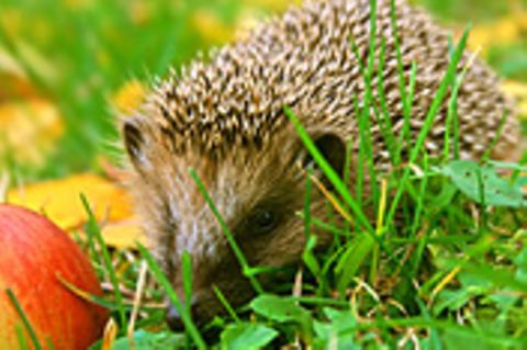 Schiebepuzzle: Igel