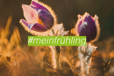 Instagram-Gewinnspiel: Frühlingsfoto posten und tolle Preise gewinnen!