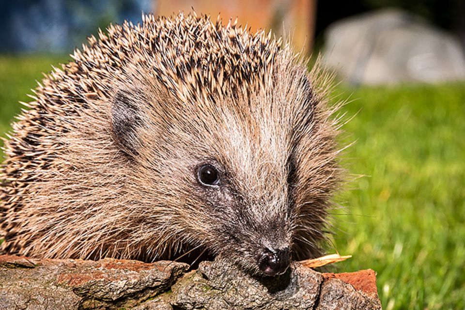 Bastelanleitung: Unterschlupf für den Igel