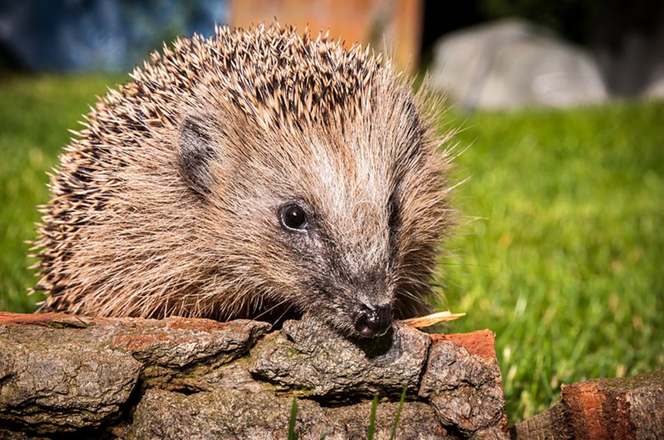 Tiere: Igel gefunden: Ernährung und Haltung