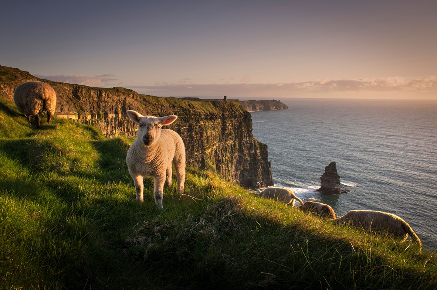 Cliffs of Moher