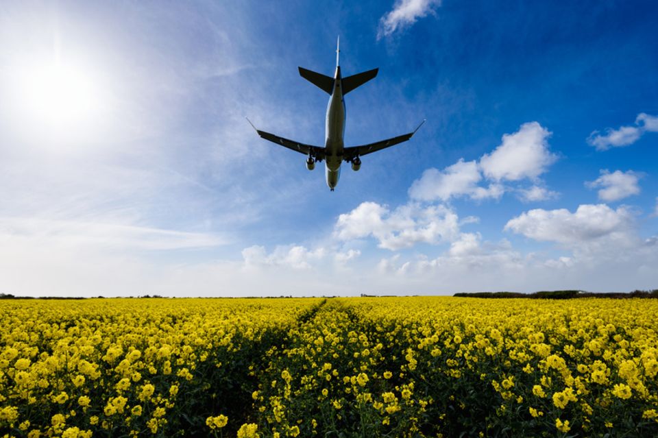 Landendes Flugzeug über Rapsfeld