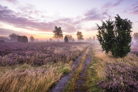 Lüneburger Heide