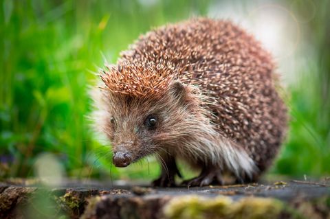 Igel im Herbst: Am liebsten allein