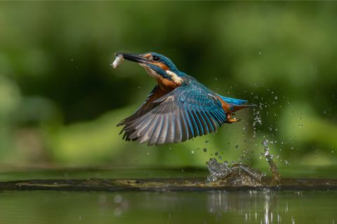 Ein Eisvogel auf der Jagd