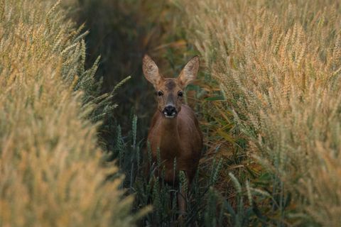 30.07.2021  "Nach erfolgreicher Pirsch beobachtete mich die Ricke stetig weiter und ließ nicht von mir ab - Glück für mich, dass ich daraufhin eines meiner besten Rehwildfotos machen konnte. Früh loszuziehen, vor Sonnenaufgang, lohnt sich immer wieder, wenn man auf Begegnungen wie diese trifft. Ein unbeschreibliches Gefühl löst das aus, welches ich mit Worten nicht wirklich wiedergeben kann.  Kamera: Fujifilm X-T4 mit dem Fujinon 100-400mm, Blende 5.6, 1/1000 Sekunden, ISO 1250  Mehr Fotos von Vivienne Arnold