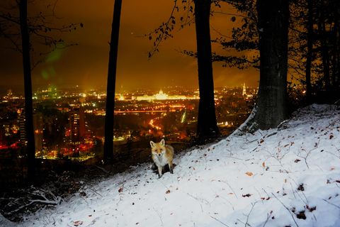 29.12.2021      "Ein Versuch das Wort Stadtfuchs in einem Bild darzustellen."      Ort: Köniz / Bern  Kamera: Sony Alpha 7 III mit Sony Sonar T*35mm F/2.8  Mehr Foto von Marco Catocchia