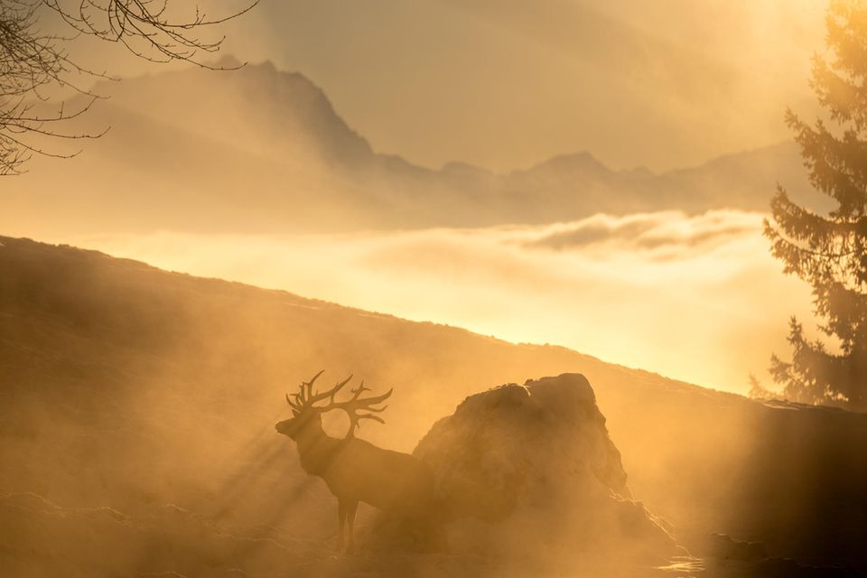 25.01.2022      "Sonnenuntergang über den Nebel auf dem Pfänder."      Ort: Bregenz