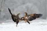 01.02.2022      "Heftige Auseinandersetzung zweier Seeadler, links adulter rechts ein junger Seeadler."      Ort: Nikon Z7II AFS 300mm f2,8, 1:4000s, f2,8  Mehr Fotos von wlnatur