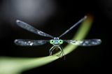 02.02.2022  "Liebelle am Morgen. Sie war gerade dabei sich aufzuwärmen und in den Tag zu starten."      Kamera: Panasonic Lumix G9 Mzuiko 60 2.8 Macro  Mehr Fotos von Tino Weigelt