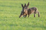 14.02.2022      "Es ist Ende Januar und die ersten Feldhasen sind unterwegs. Ich beobachte das muntere Treiben in der letzten Abendsonne und freue mich schon auf den Frühling."      Ort: Trebur  Kamera: Nikon D 500, Nikon 300 mm 4/Pf + 1.4 TC