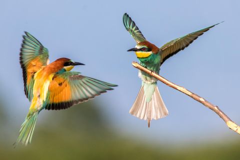 Zwei Bienenfresser bei der Balz