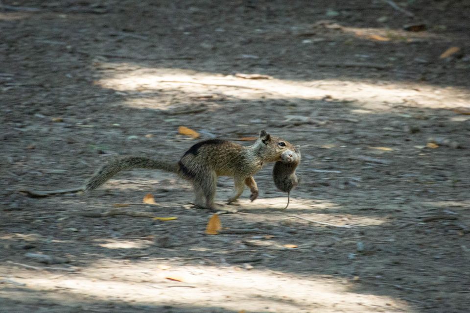 Fotos und Videos beweisen es: Der kalifornische Ziesel frisst sich nicht nur an Nüssen und Samen satt, sondern jagt auch Wühlmäuse