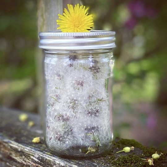 Pusteblume im Glas