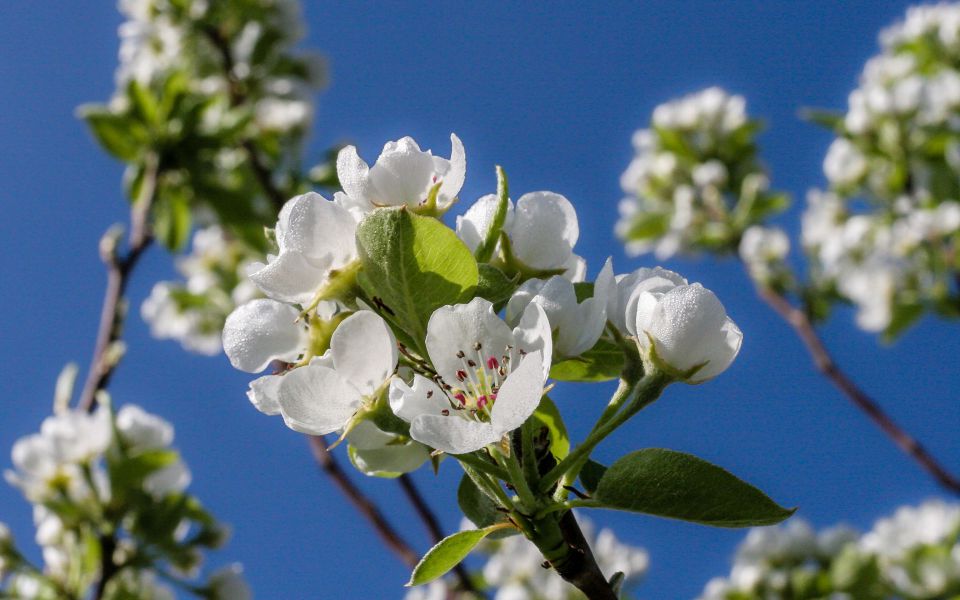 Hintergrundbild Obstblüten vor blauem Himmel