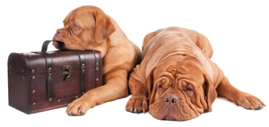 Moving with your pet? Keep them safe by using an IPATA member company.