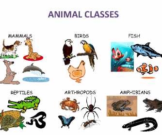 Animal Classes