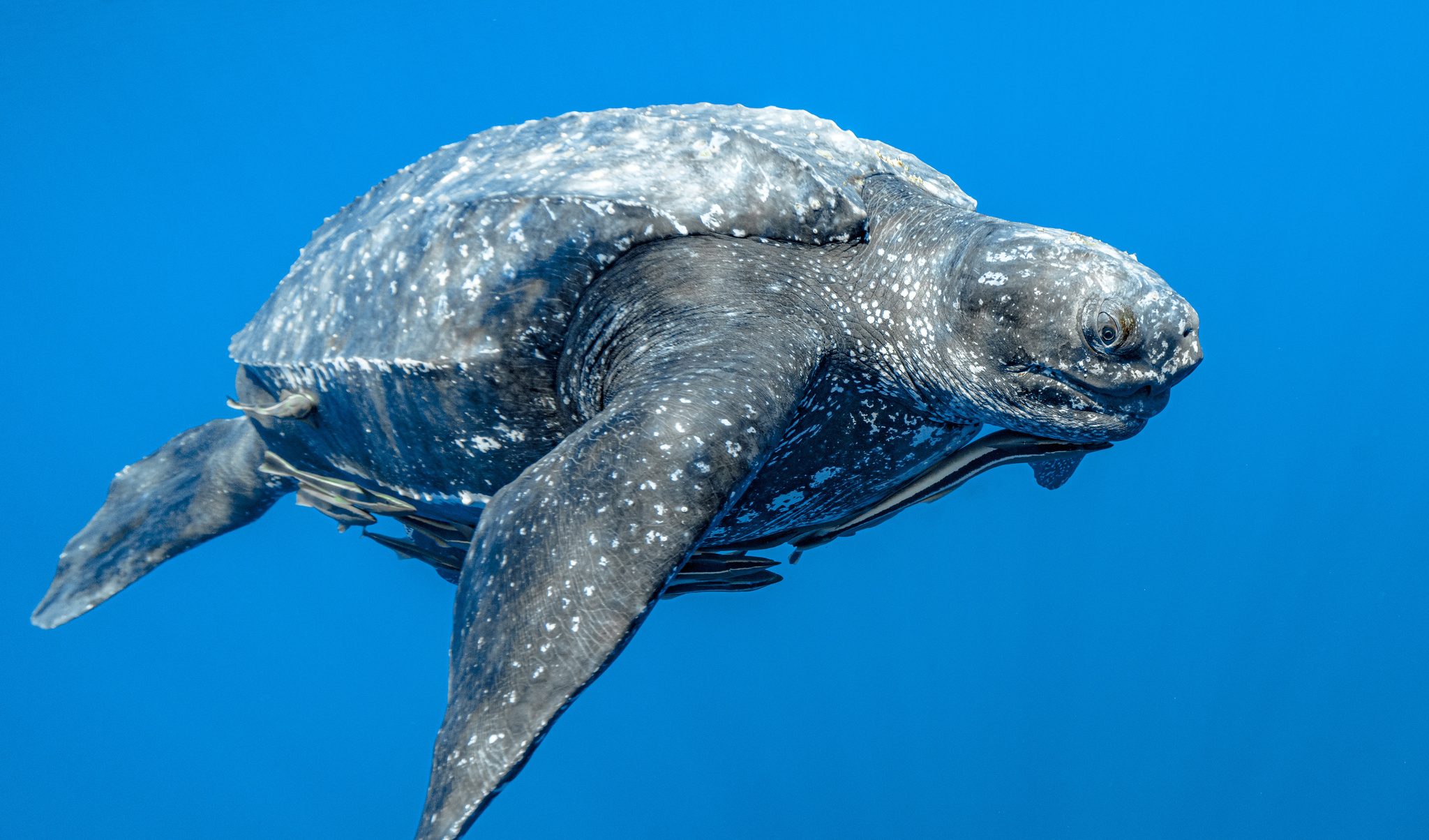 Meet the Leatherback: A Giant, Deep-Diving Migrant of the Open Seas ...