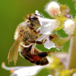 Bienen_Befruchtet