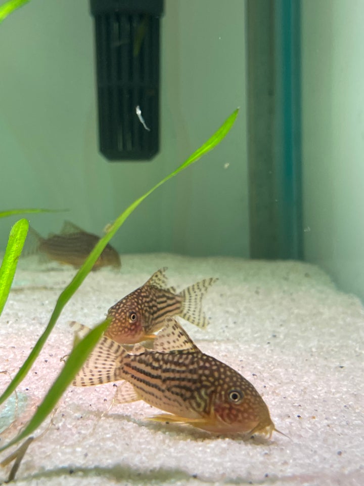 Corydoras sterbai, 40 stk.