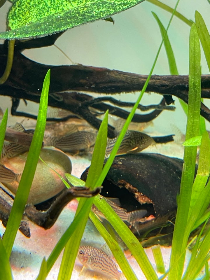 Corydoras sterbai, 40 stk.