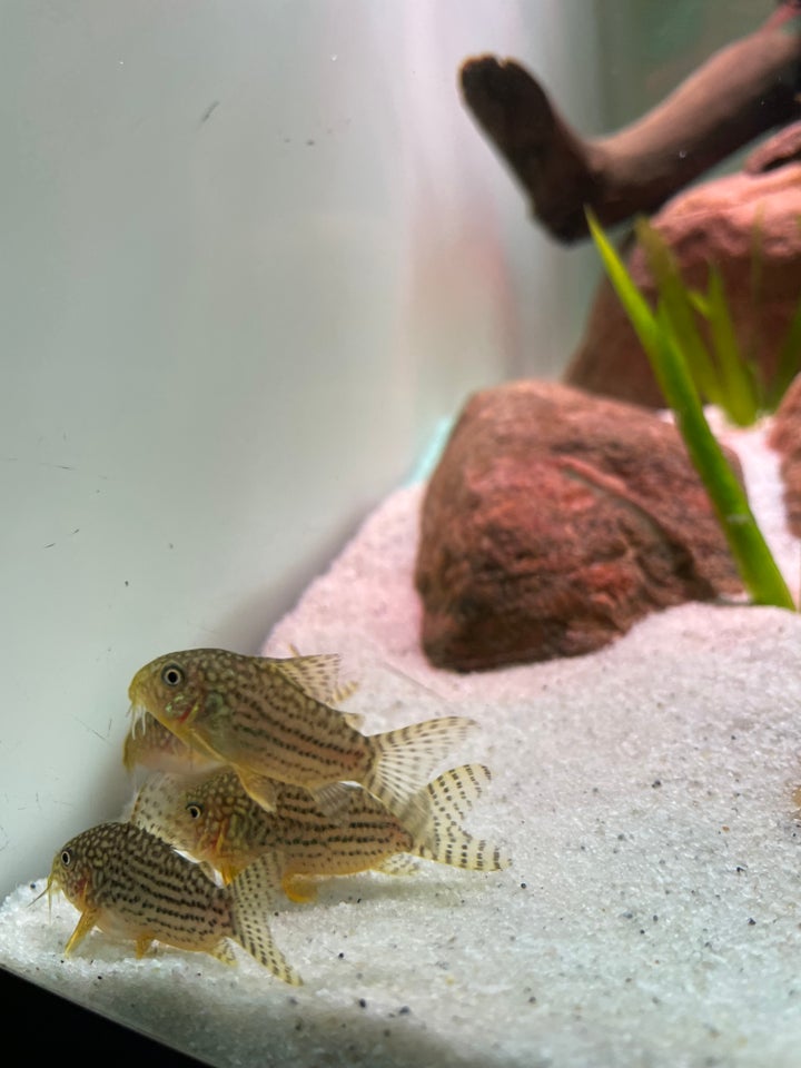 Corydoras sterbai, 40 stk.