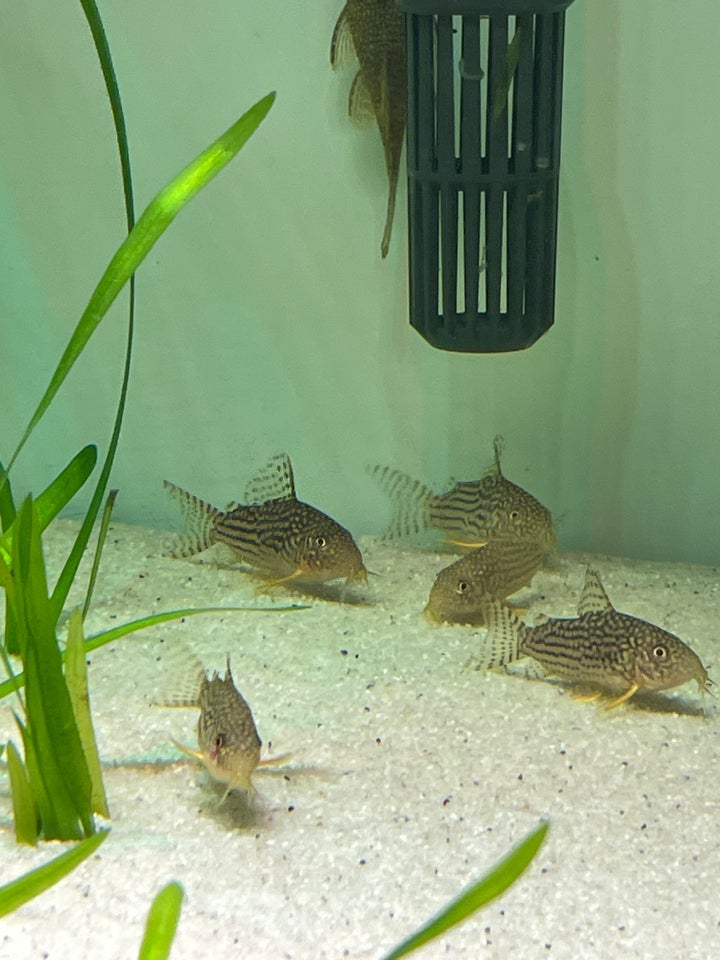 Corydoras sterbai, 40 stk.