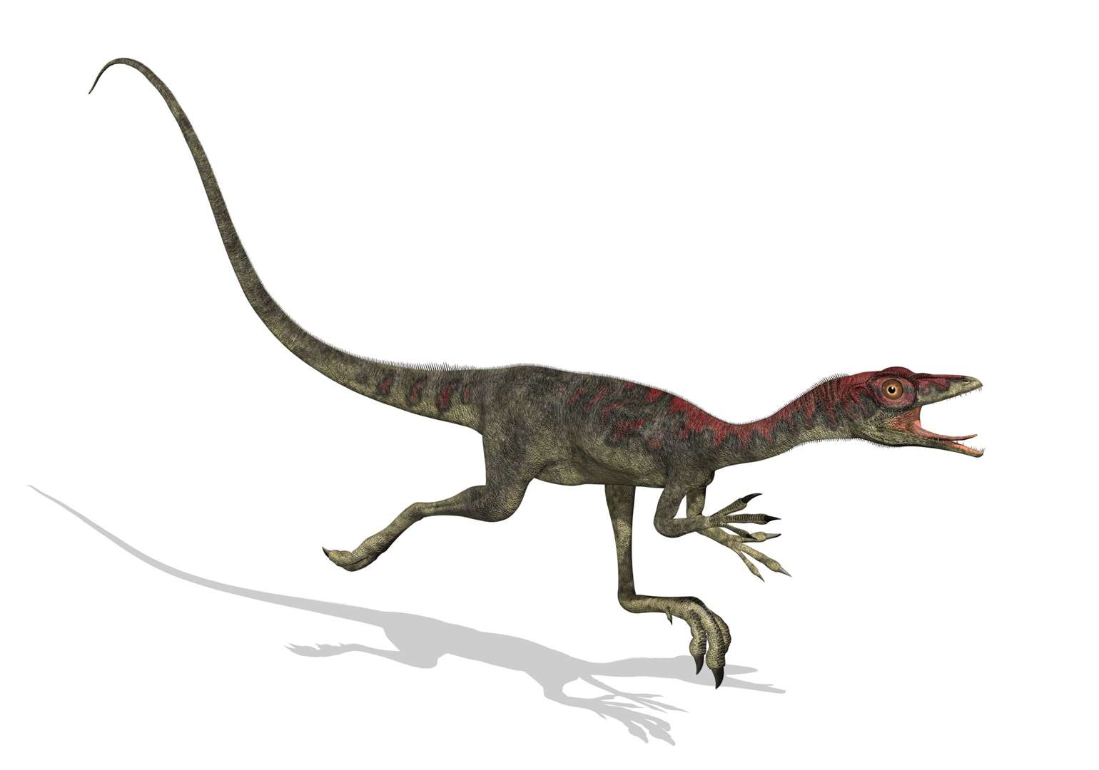 A compsognathus dinosaur, which was the size of a turkey and lived during the late Jurassic period