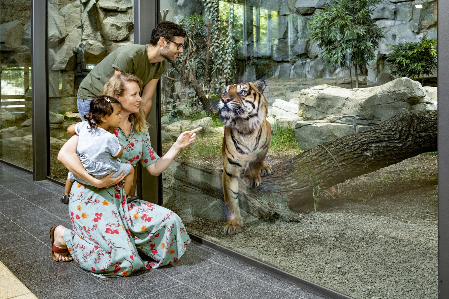 Een Sumatra-tijger in de Tierpark van Berlijn