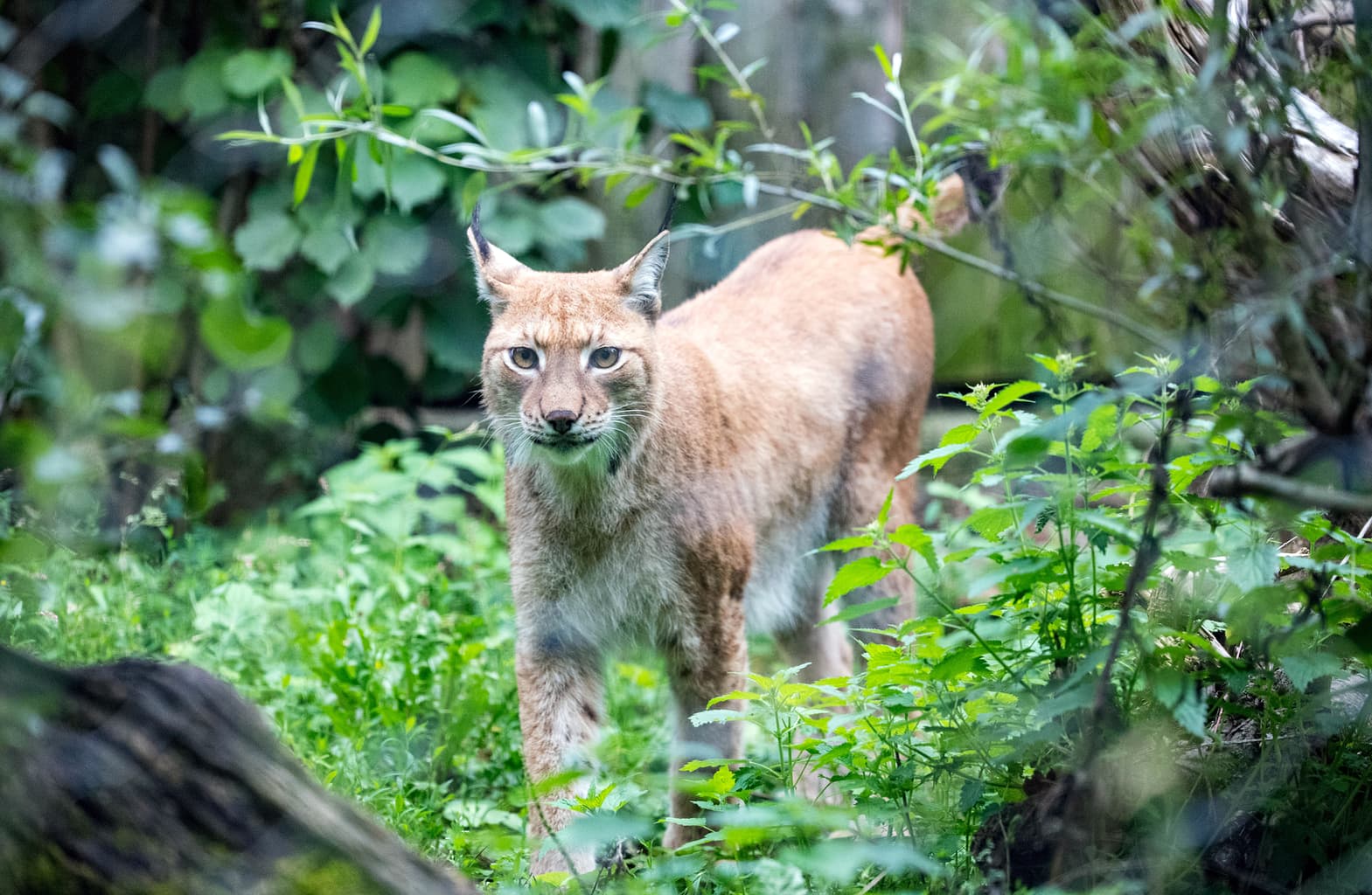 Een lux in de dierentuin van München is echter geen gevaarlijk dier.