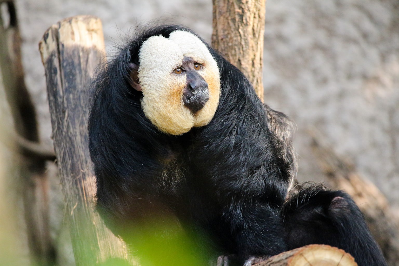 Een witgezichtsaki in de dierentuin van Nürnberg is ondermeer een van de redenen voor een bezoek.