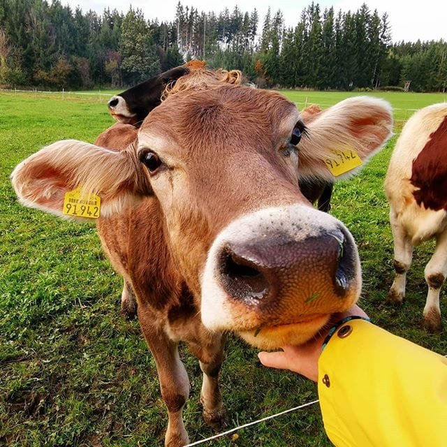 Heb je ooit van ‘Kuhkuscheln’ (koeienknuffelen) gehoord?
Het principe: Door het aaien van koeien krijgen de mensen een uitstoot aan gelukshormonen. 🐄🤩
Het werkt ontspannend en zorgt ervoor, dat stress in no-time wordt afgebouwd. 🧘‍♀️🌿
Waar je dit bijzondere belevenis in de Oost-Allgäu kunt meemaken lees je in het artikel ‘Vakantie op het platteland opnieuw ontdekt’ (link in de bio)! #koeienknuffelen #kuhkuscheln #ontspannen #antistress #allgäu #schattig #lief #dierenliefde #tierischgut #dierenvriend #dichtbijdenatuur #duitsland #vakantie #platteland #duitslanddichtbij #duitslandvakantieland #opstap #natuurvakantie #natuurbeleven #reisinspiratie #aanrader