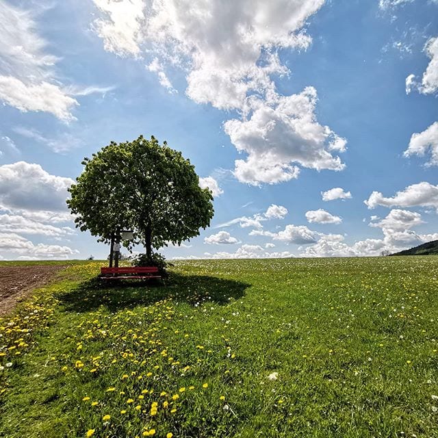 Op de ‘Landschaftstherapeutische Weg’ in het Sauerland komen vakantiegangers langs 13 haltes, waar wordt geleerd hoe je in de natuur iets voor je lichamelijke en geestelijke gezondheid kunt doen.
🌲🧘🌱 De volledige tekst van onze wandeltip in juni vind je als je de link in onze bio volgt! 🙌  #sauerland #wandelen #gezondheid #duitsland #vakantie #wandelvakantie #evenweg #vakantiedichtbijhuis #ontspanning #balansvinden #evenwicht #reisinspiratie #natuurvakantie #wanderlust #bloemenweide #uitzichtje #zen #bijkomen #natuurfotografie #natuurkracht #moedernatuur #blauwehemel #zomer2020