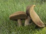 Paddenstoelen