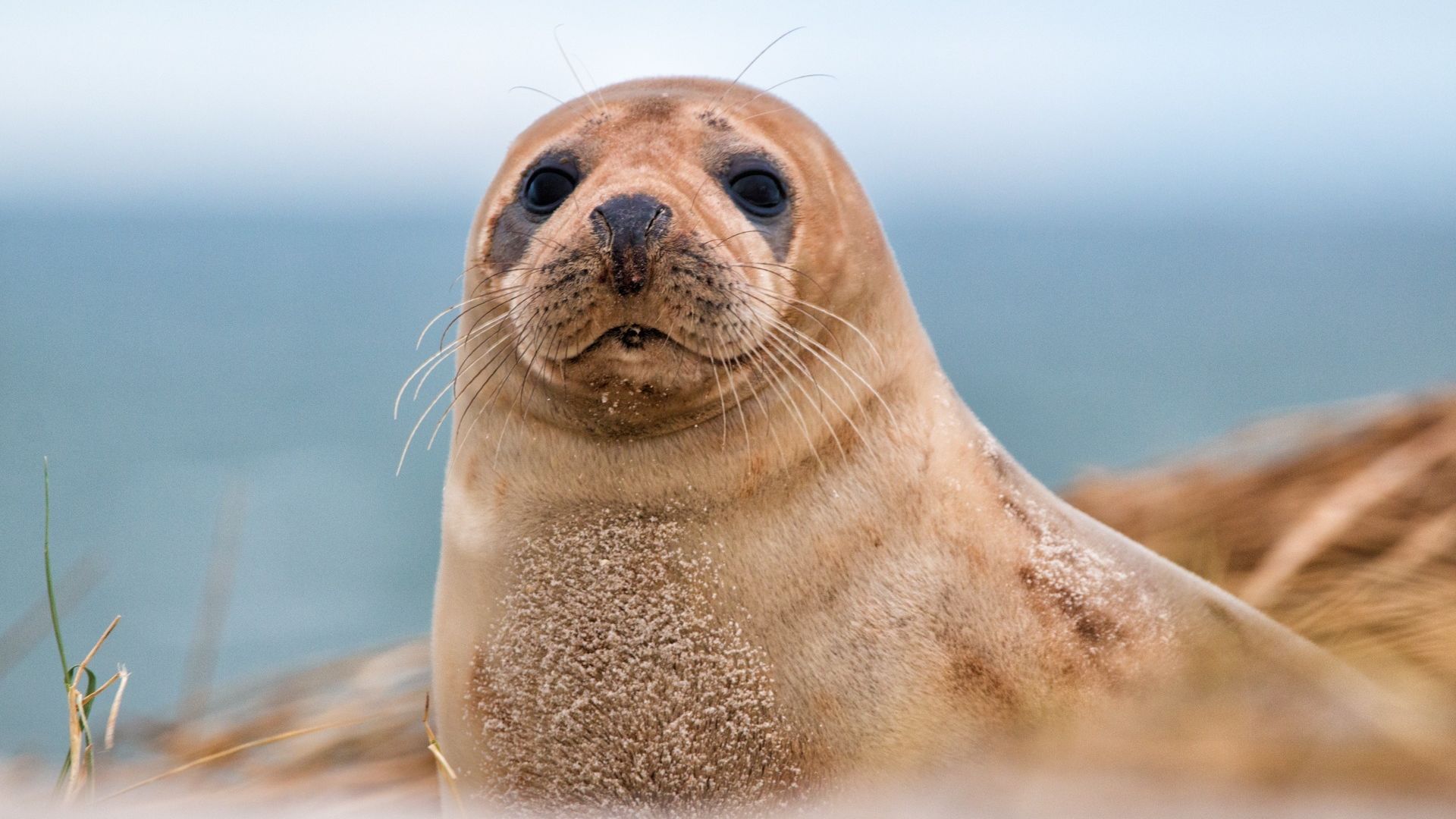 Helgoland: Kegelrobbe