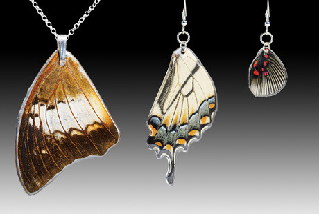 Genuine Butterfly Wing Jewelry